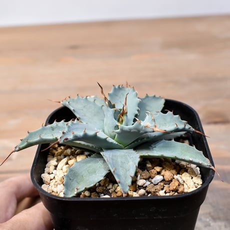 CATEGORY アガベ ハイブリット 象牙妖炎×黑帝斯 / エボリスピナ