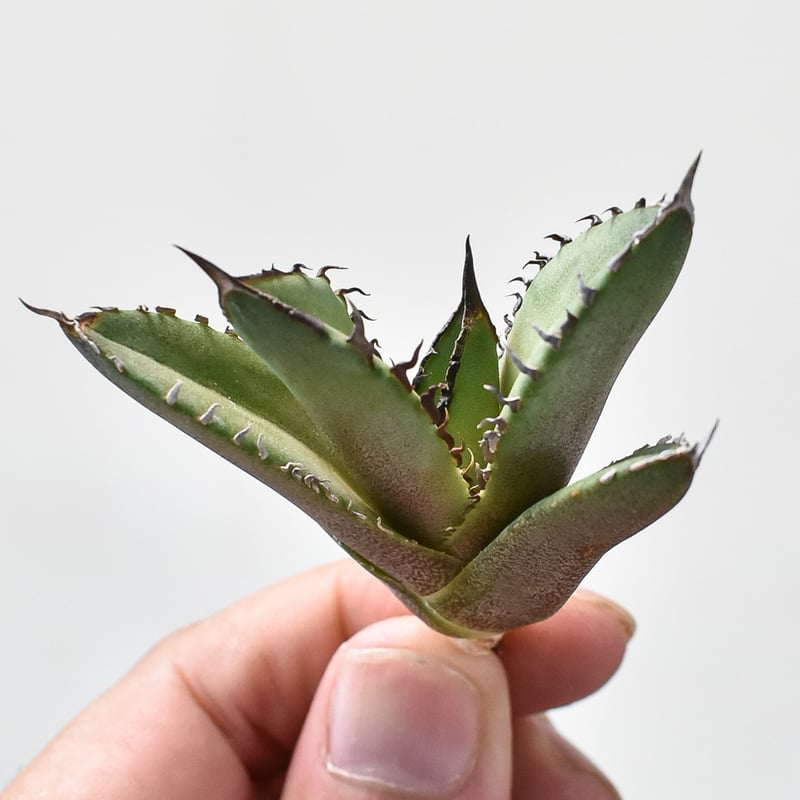 アガベ チタノタ DENNIS040 デニス040 