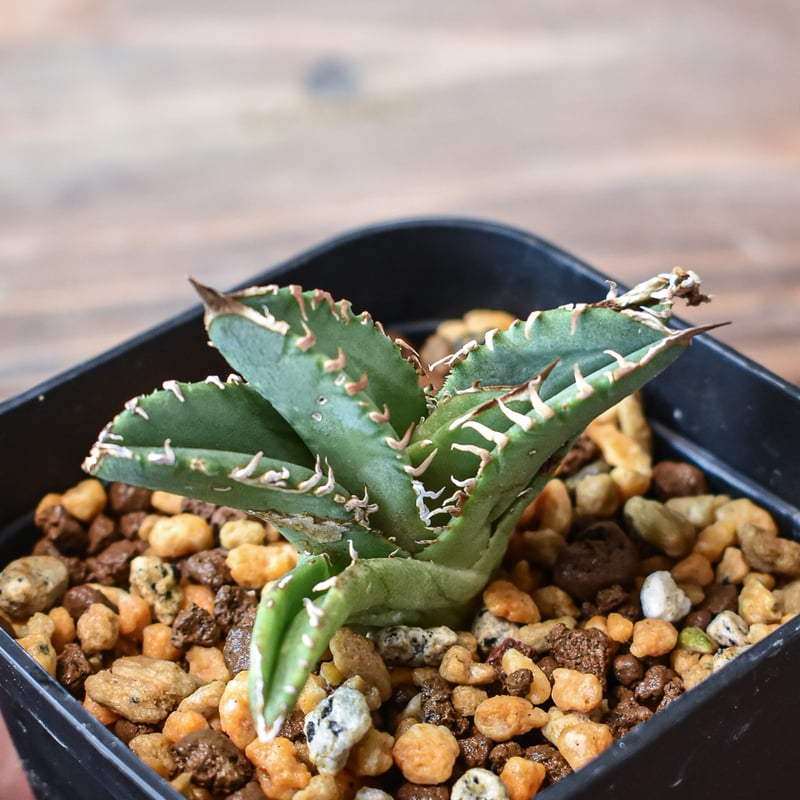 アガベ チタノタ 