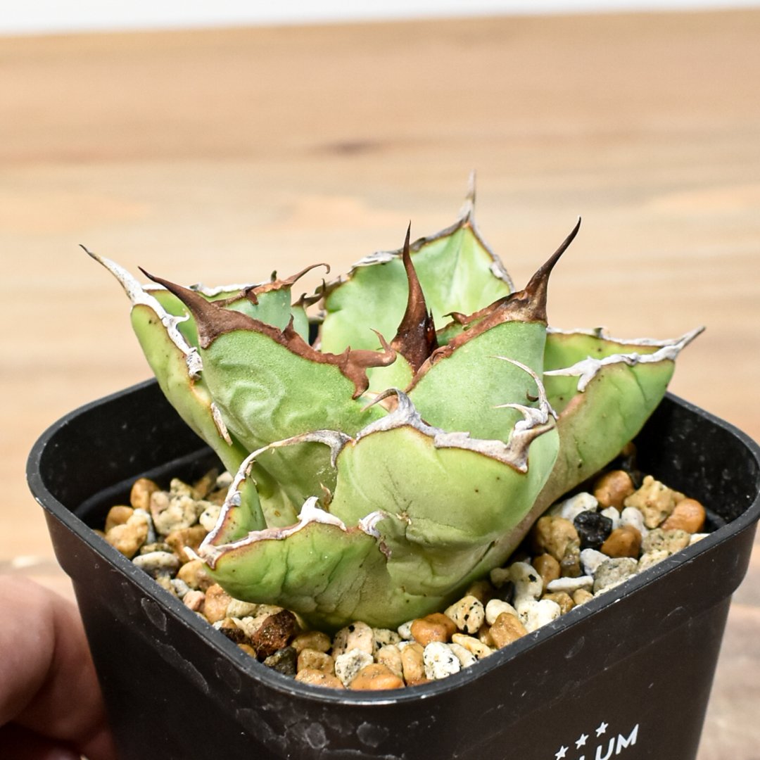 アガベ チタノタ 