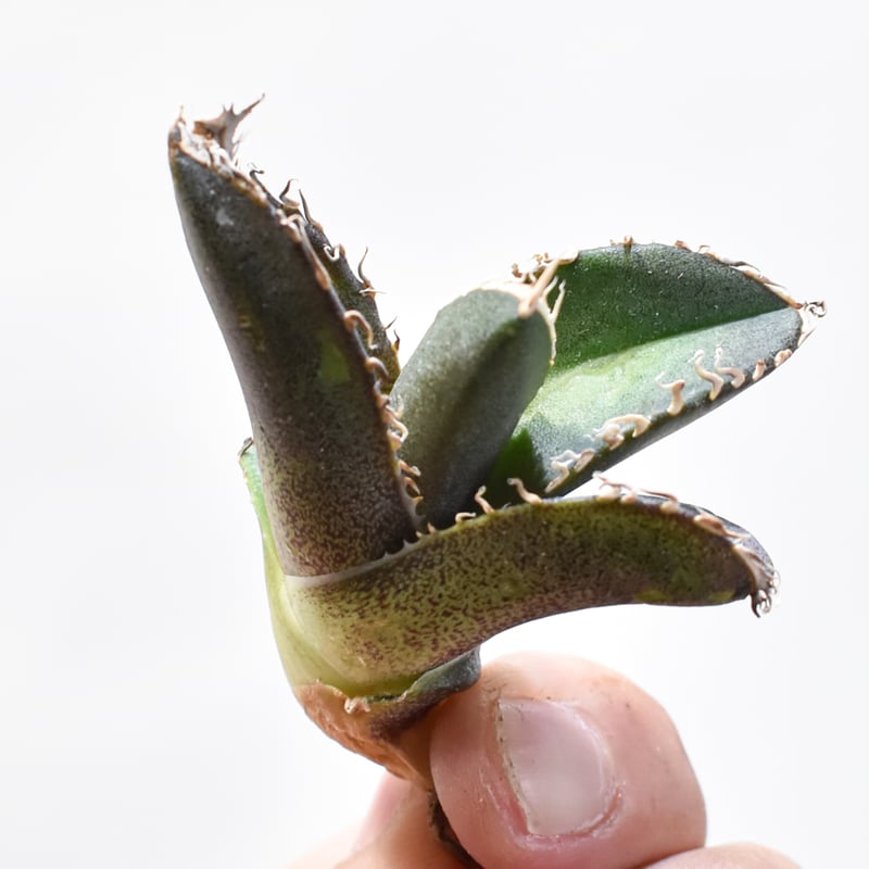 レア品種】アガベ チタノタ 