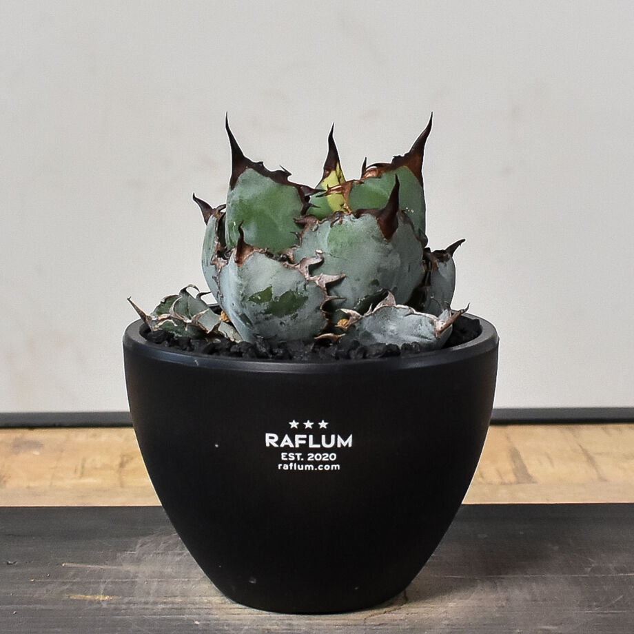 アガベ BB ブラックアンドブルー　特白肌 カリフォリニア産】アガベ チタノタ ブラックアンドブルー 