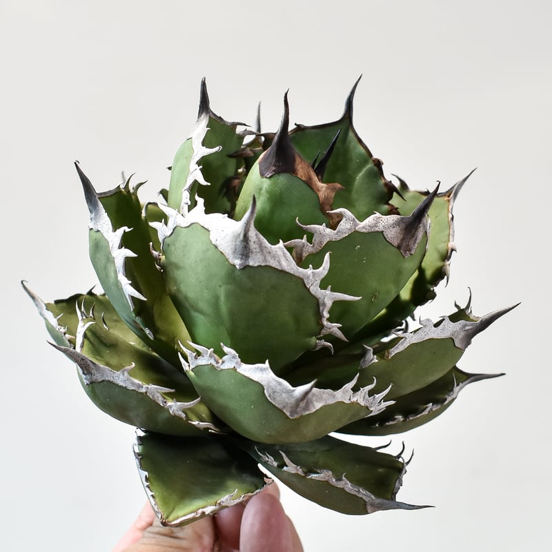 アガベ チタノタ シャークソード 