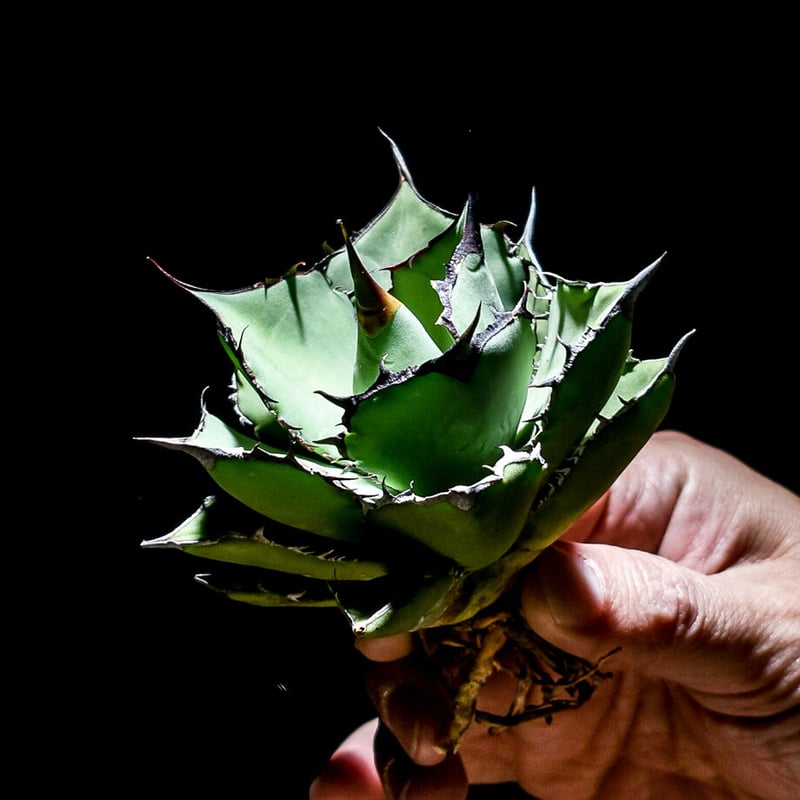 AGAVE TITANOTA  PANDA アガベ パンダ  熊猫