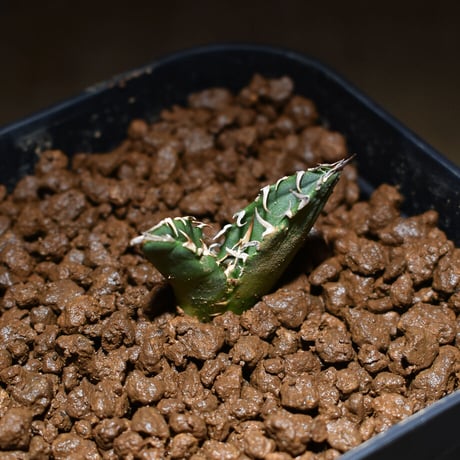 アガベ チタノタ "FO-222"  (発根済み) RF221173 裏刺
