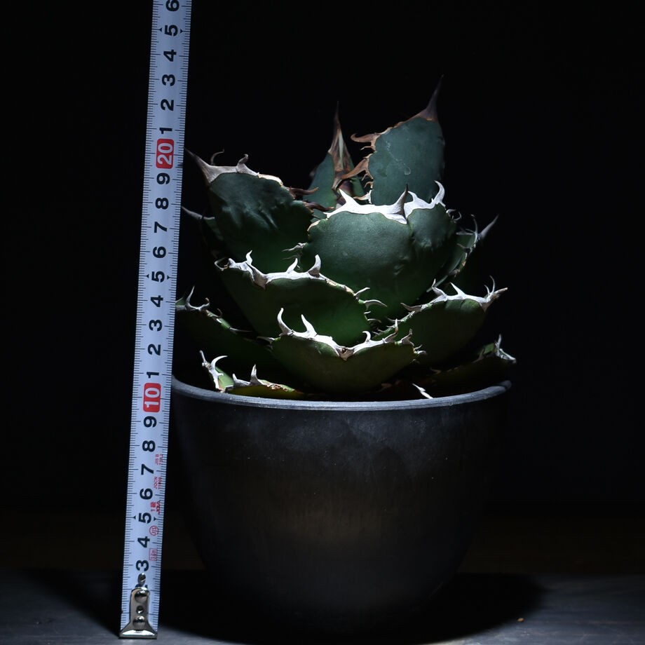 アガベ チタノタ ジャガーノート × FO-76 ハイブリッド (発根済み