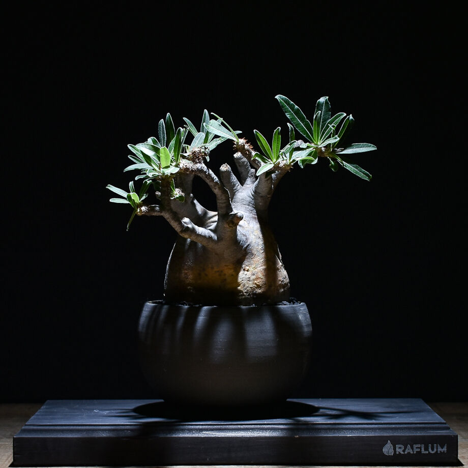 パキポディウム グラキリス (発根済み) RF22994 | RAFLUM / ラフラム