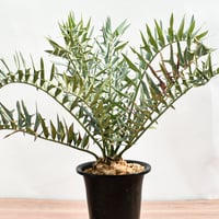 【国際希少野生動植物種登録票付】エンセファラルトス ホリダス RFHK-390