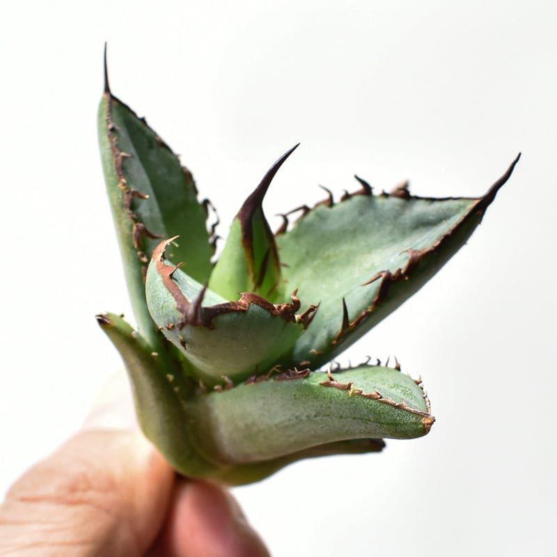 アガベ オテロイ 