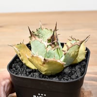 アガベ チタノタ トーチ "聖火" 【台湾 dragon agave産/発根済み/中株】DGC2408354