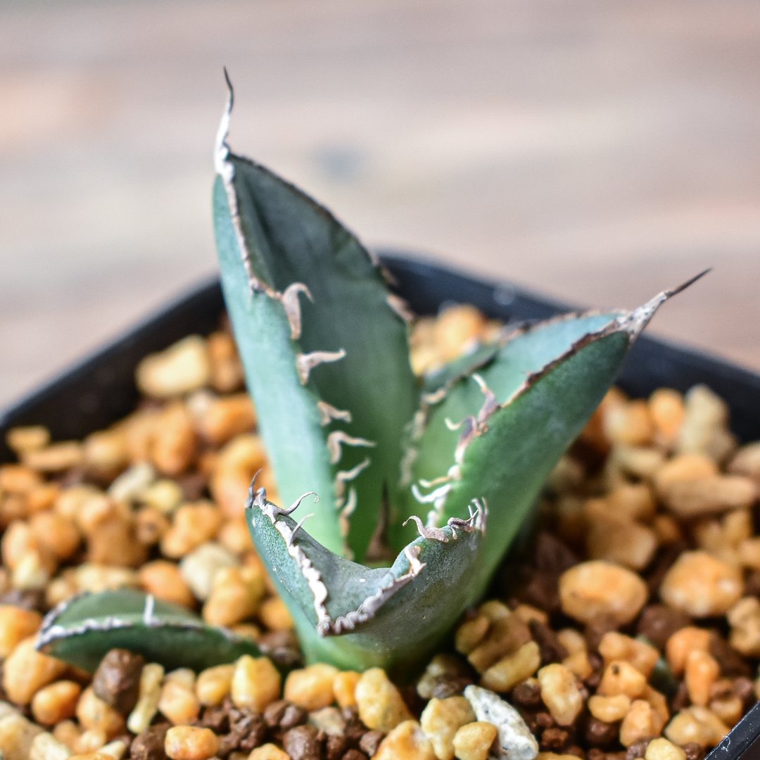 多肉植物　アガベ チタノタ ハデス コレクション株　特選　台湾株 ドラゴンアガベ アガベ チタノタ 