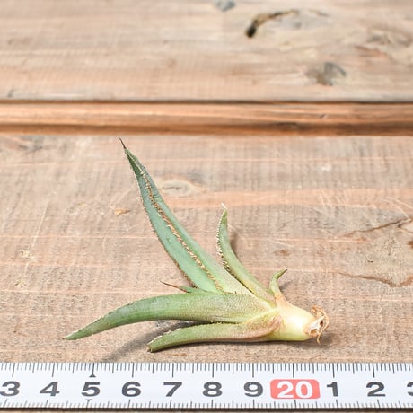 アガベ  "グリーンブル"/ "緑牛" 【台湾 dragon agave産/発根済み/子株】H DGC2410018(T)