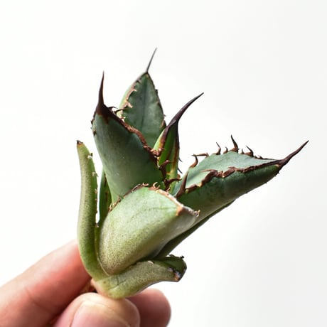 アガベ実生選抜 | STORES