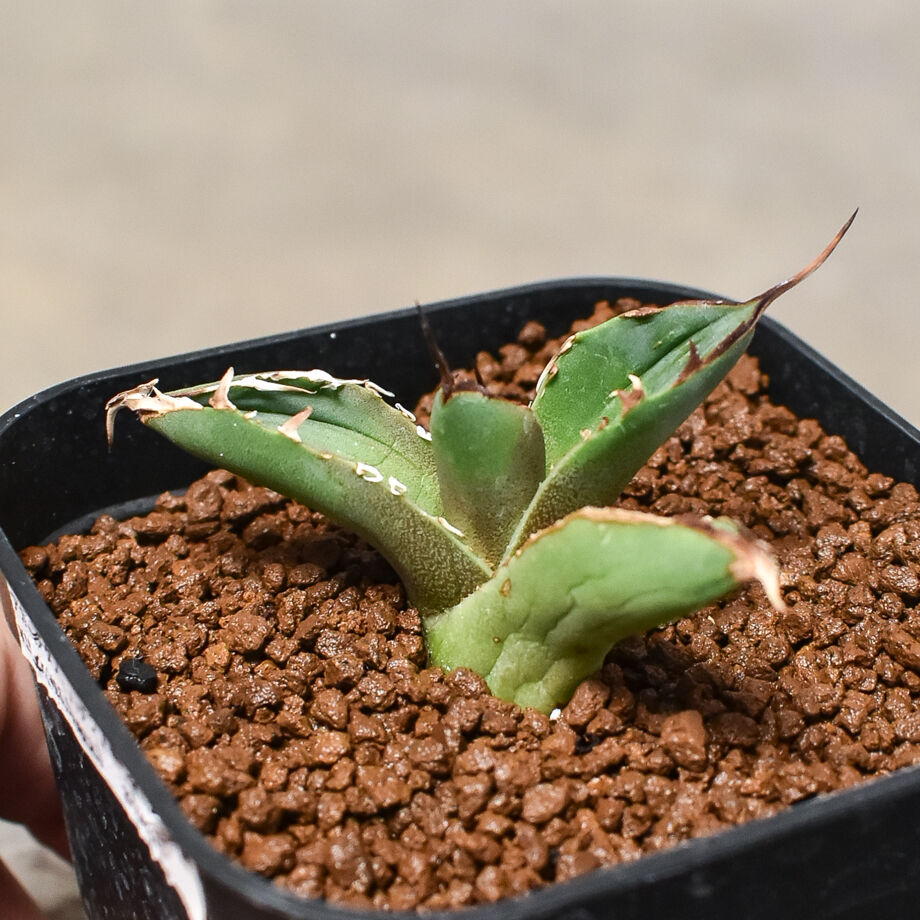 アガベ チタノタ ハデス 子株付き