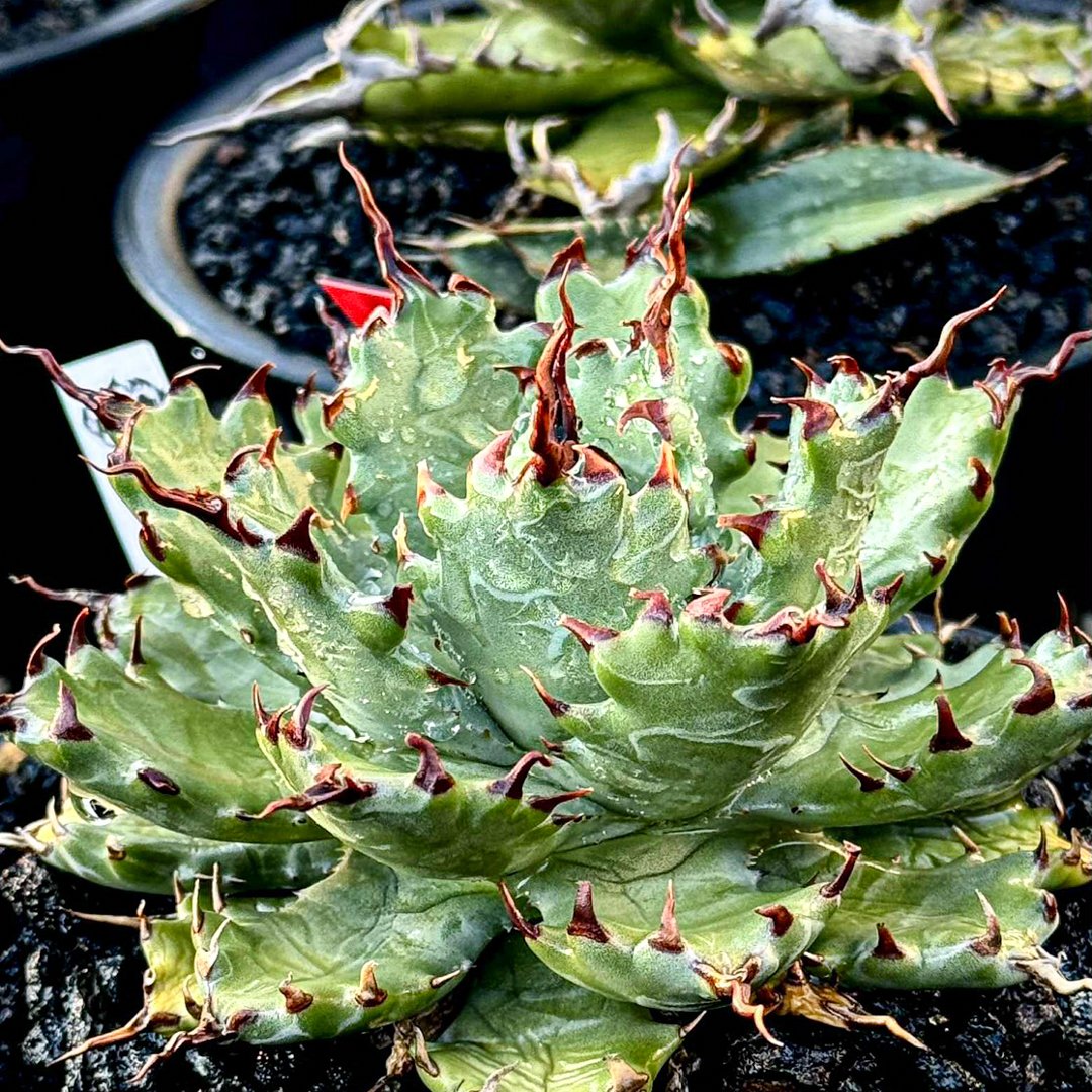 アガベ 特白肌怒雷神×笹の雪 台湾HYB アガベ ハイブリット 