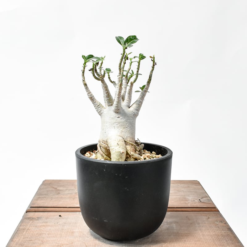 アデニウム アラビカム【発根済み】GM2400661(T) | RAFLUM / ラフラム