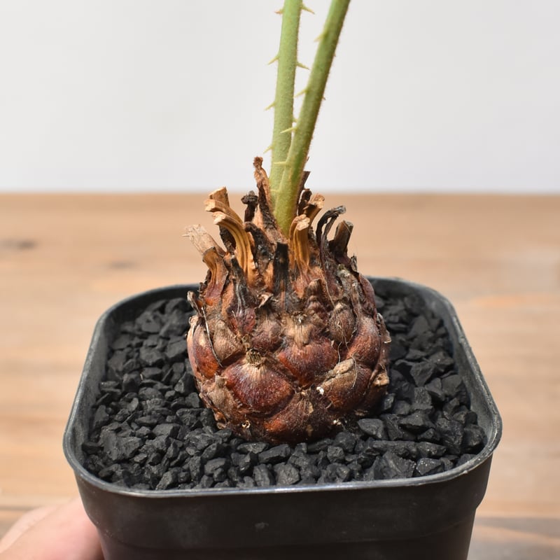 サイカス カイルンシアナ 【実生】RF25011360 | RAFLUM / ラフラム