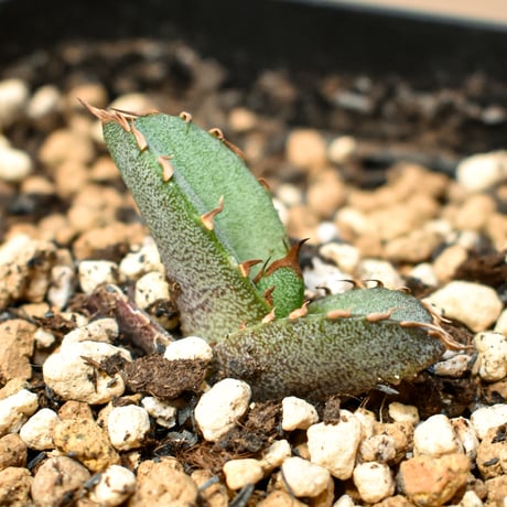 【RAFLUM育成株 5個セット】アガベ Mexico oteroi seeding / オテロイ実生 メキシコ産  【RAFLUM産/実生/子株】A3