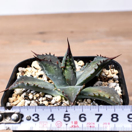 アガベ ハイブリット （パラサナ、イシスメンシス）× 曙光【台湾botanical_seeker産】A RF25011561