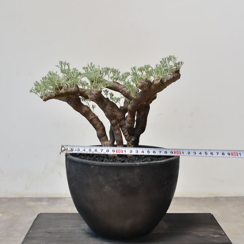 サルコカウロン　ムルチフィズム 250826 25 サルコカウロン ムルチフィズム 