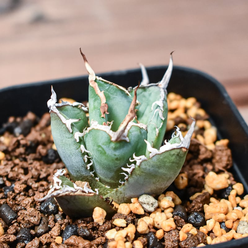 アガベ チタノタ 