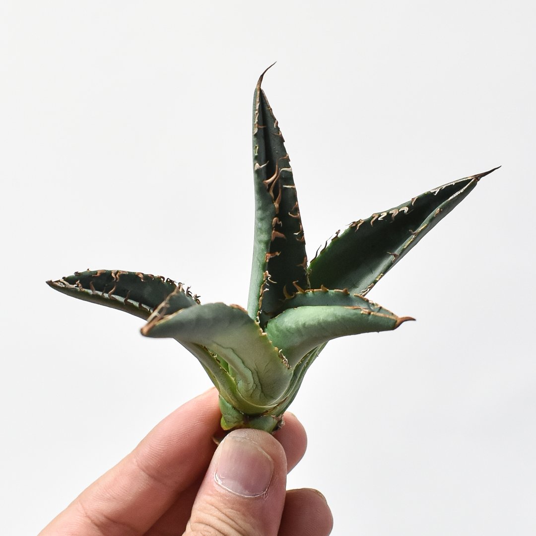 アガベ チタノタ 