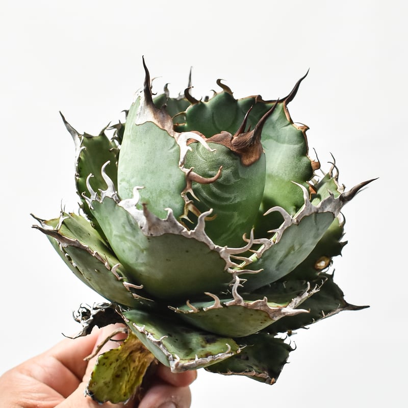 国内実生最高峰】アガベ オテロイ【OSPセレクト株 / 抜き苗 / 実生】21