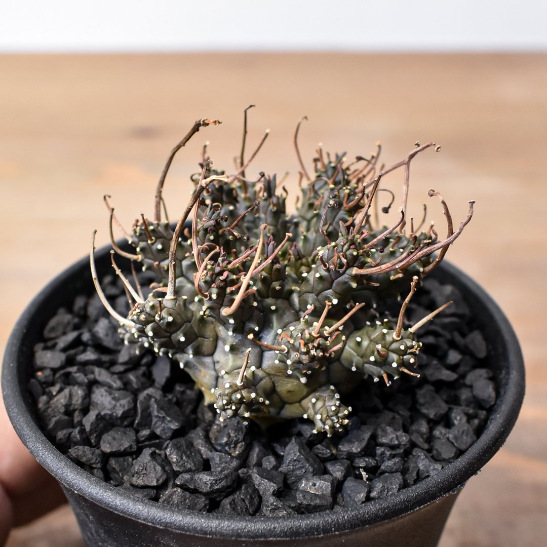 ユーフォルビア デセプタ 【実生】RF25011668 | RAFLUM / ラフラム