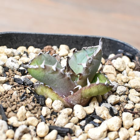 オアハカオテロイ | STORES