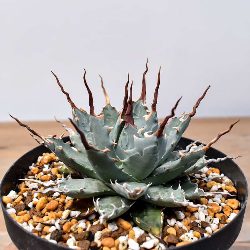 アガベ Dennis hybrid 妖炎X甲妖 /エボリスピナ×（イシスメンシス