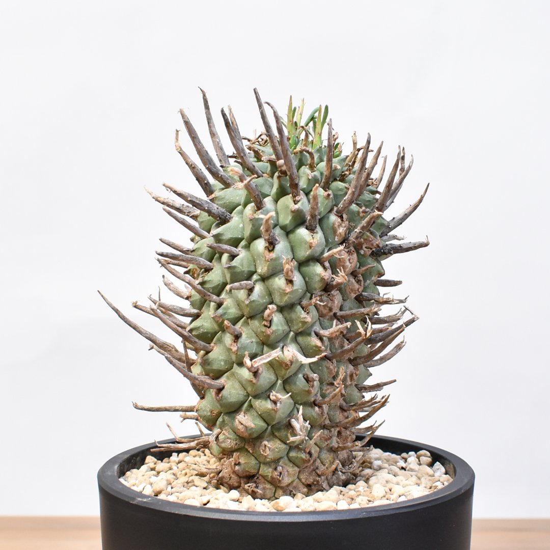 【発根済】ユーフォルビア 闘牛角 スコエンランディ 塊根植物 現地株 ユーフォルビア スコエンランディ 