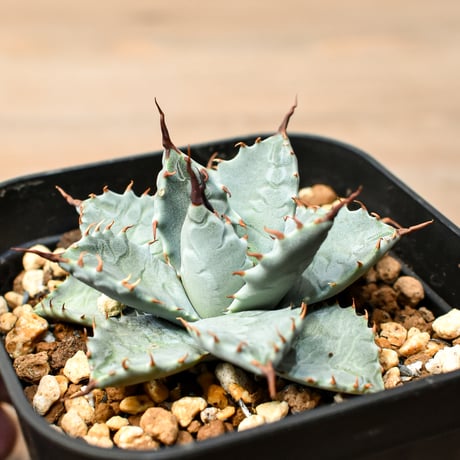アガベ ハイブリット 日系イシスメンシス×象牙妖炎（陽炎エボリ）【台湾botanical_seeker産】RF25011390