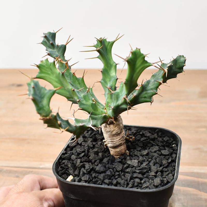 ユーフォルビア クラビゲラ 【実生】 RFHK25011504 | RAFLUM / ラフラ