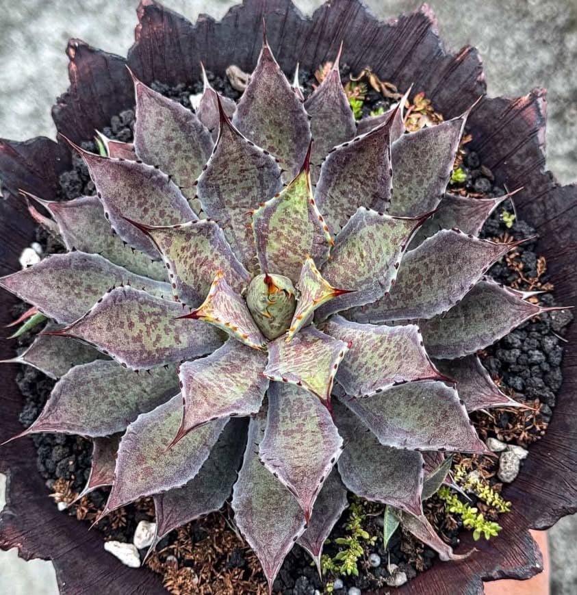 アガベ ハイブリット 