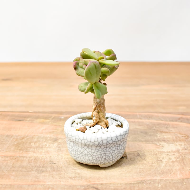 ケラリア　ピグマエア　H実生4年目　週末割 WACK” ON YOUR SIDE】ケラリア ピグマエア実生 WACK-A014-04