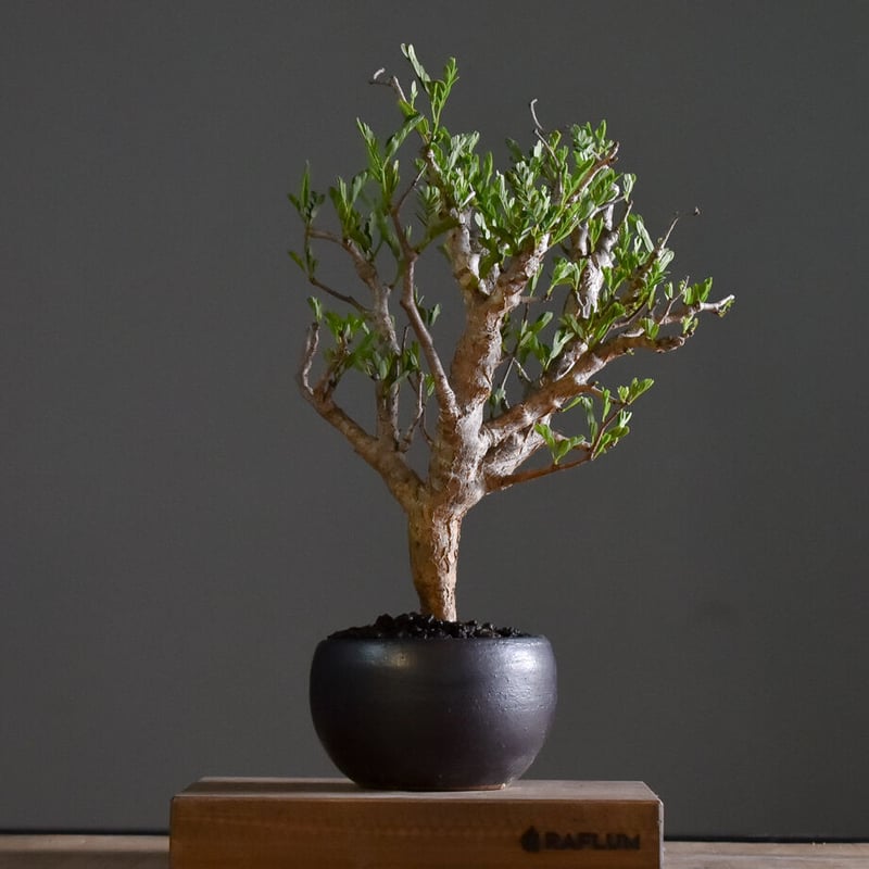 センナ メリディオナリス 【市場価値も高騰中！！盆栽のような雰囲気を