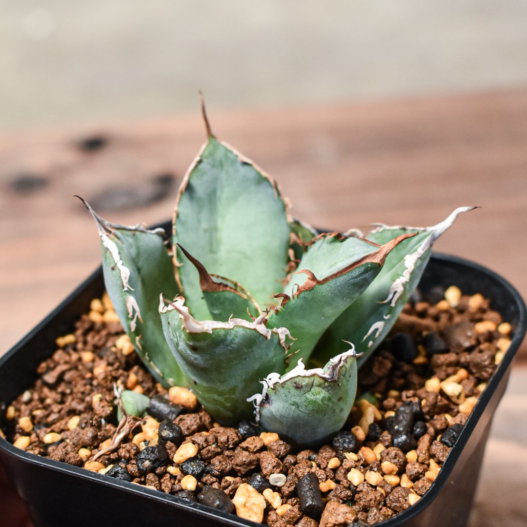 アガベ チタノタ 