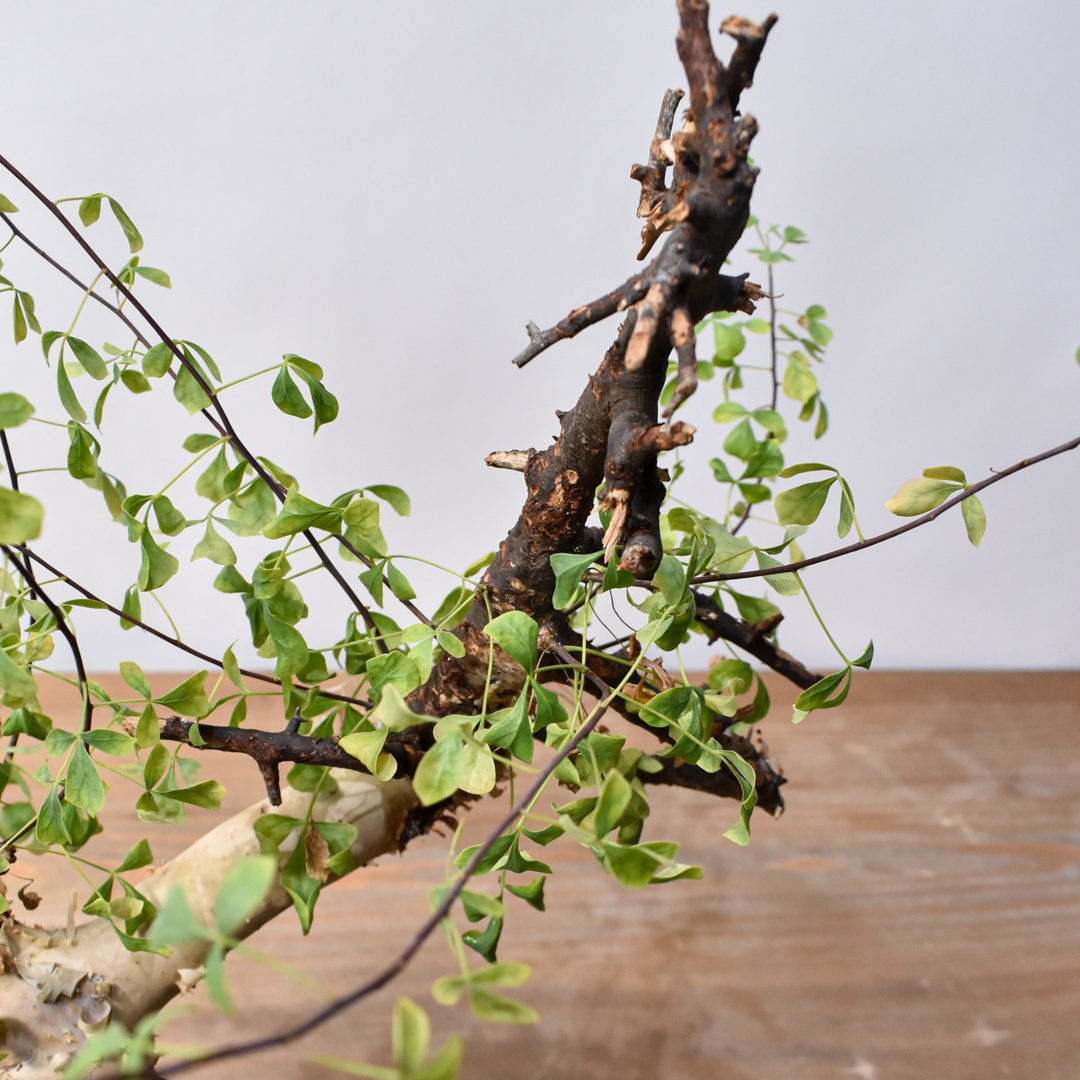 コミフォラ カタフ 