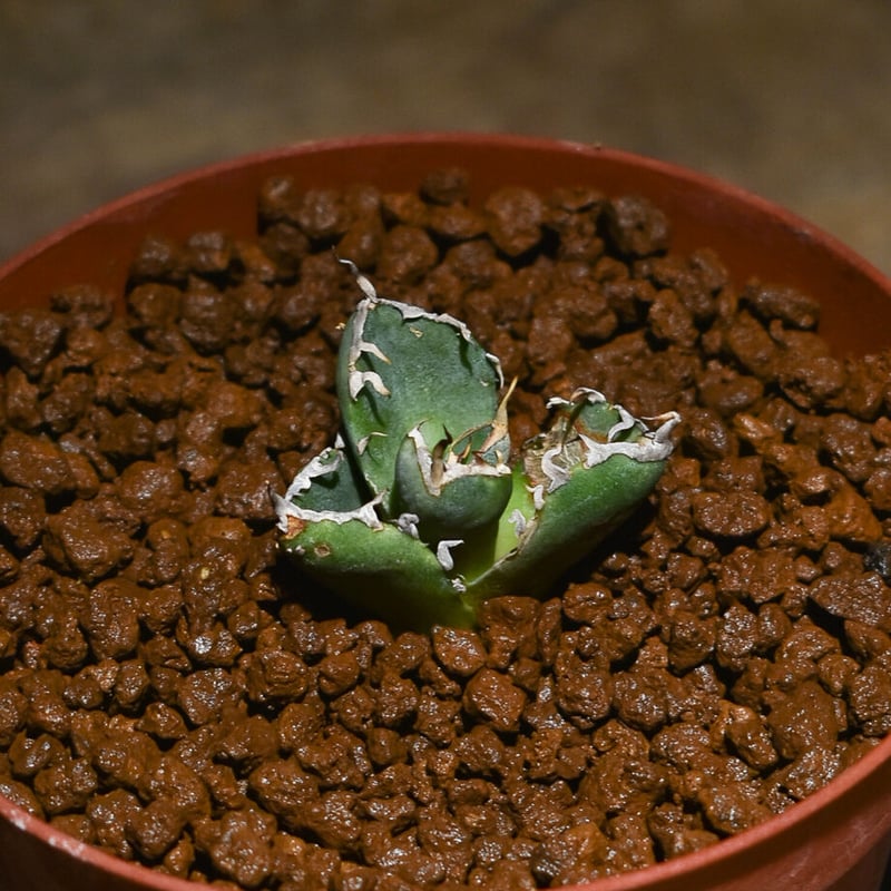 アガベ チタノタ 