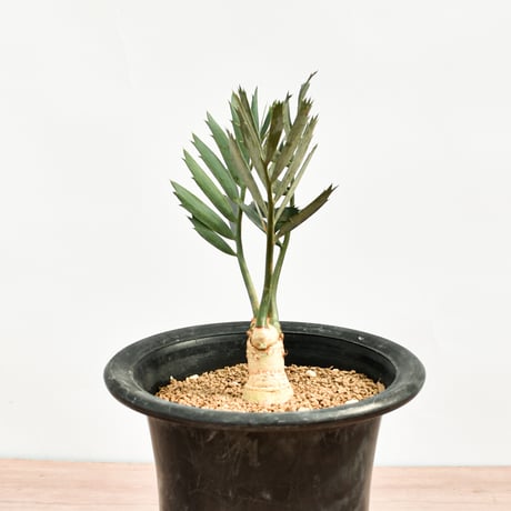 【国際希少野生動植物種登録票付】エンセファラルトス レーマニー RFHK-389