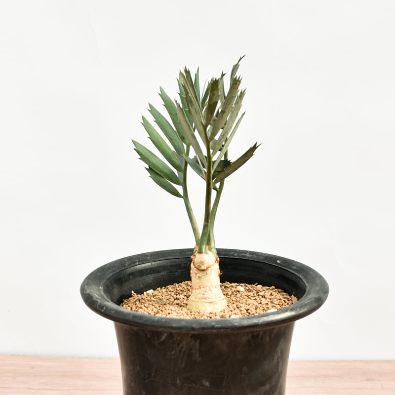 国際希少野生動植物種登録票付】エンセファラルトス レーマニー RFHK