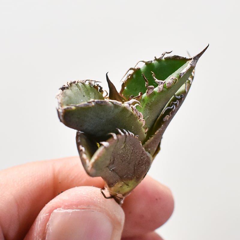 アガベ チタノタ 