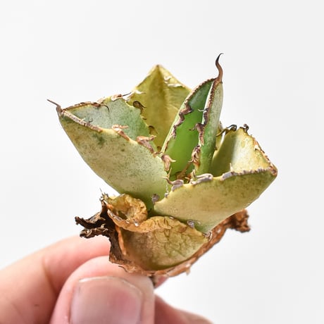 アガベ 40個セット アガベ | Planet Plants プラネットプランツ