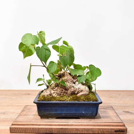 【最終値下げ】 沖縄オオハマボウ 索/塊根/イボ【氣まぐれセール】 オオハマボウ | STORES