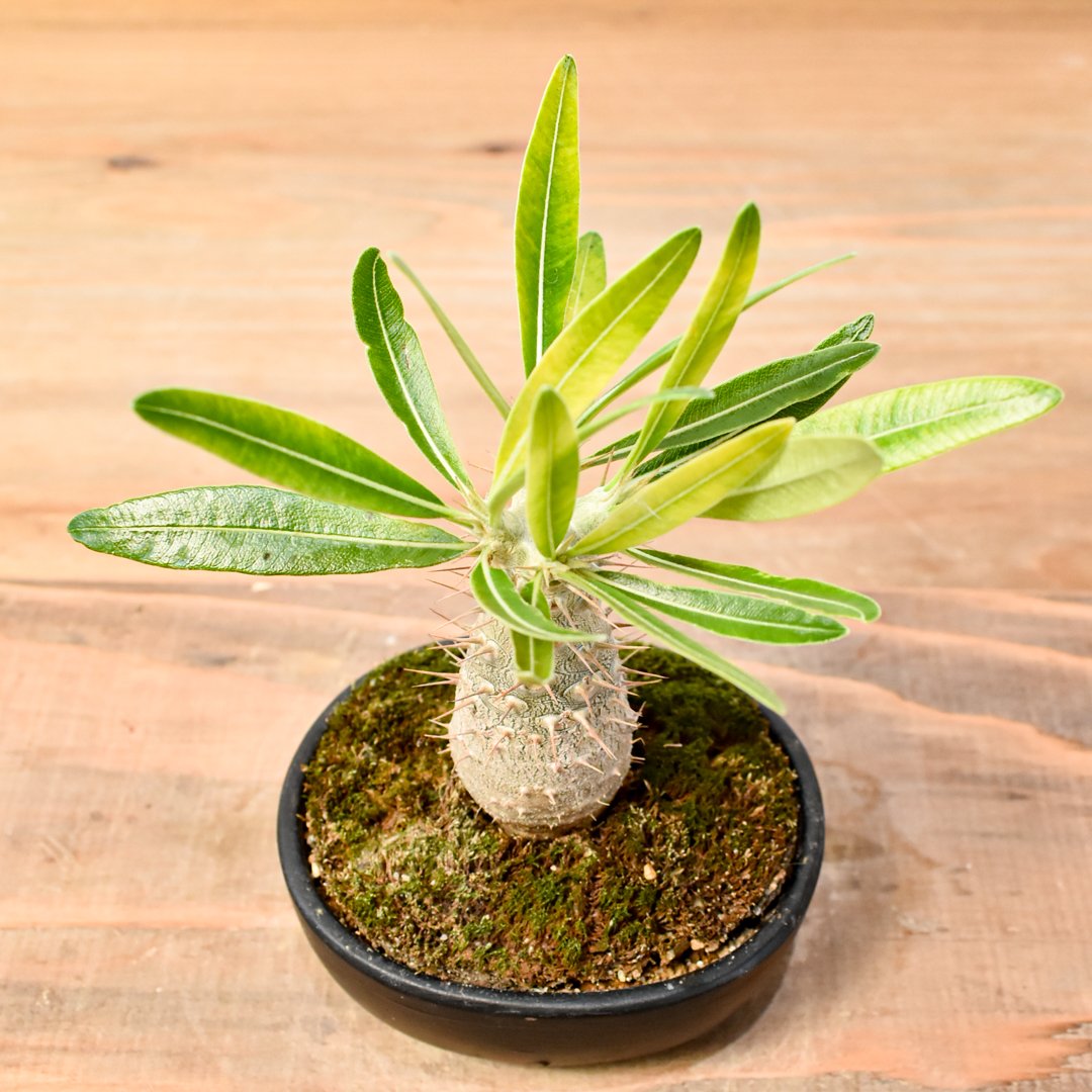 土*様 パキポディウムカクチペス現地球 土*様 パキポディウムカクチペス現地球 pachypodium cactipes