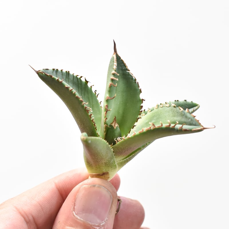 アガベ チタノタ DENNIS040 