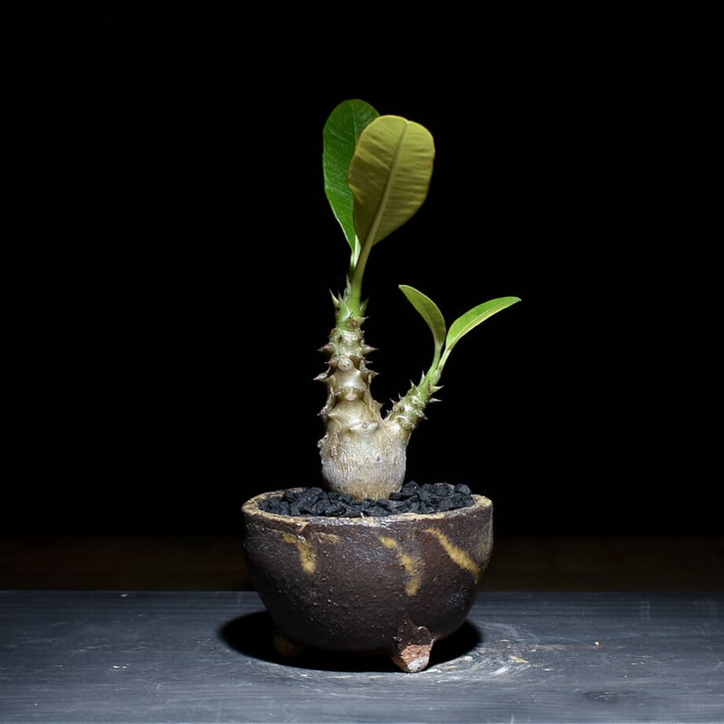 パキポディウム ウィンゾリー 発根済み RAFLUMコレクション】パキポディウム ウィンゾリー 