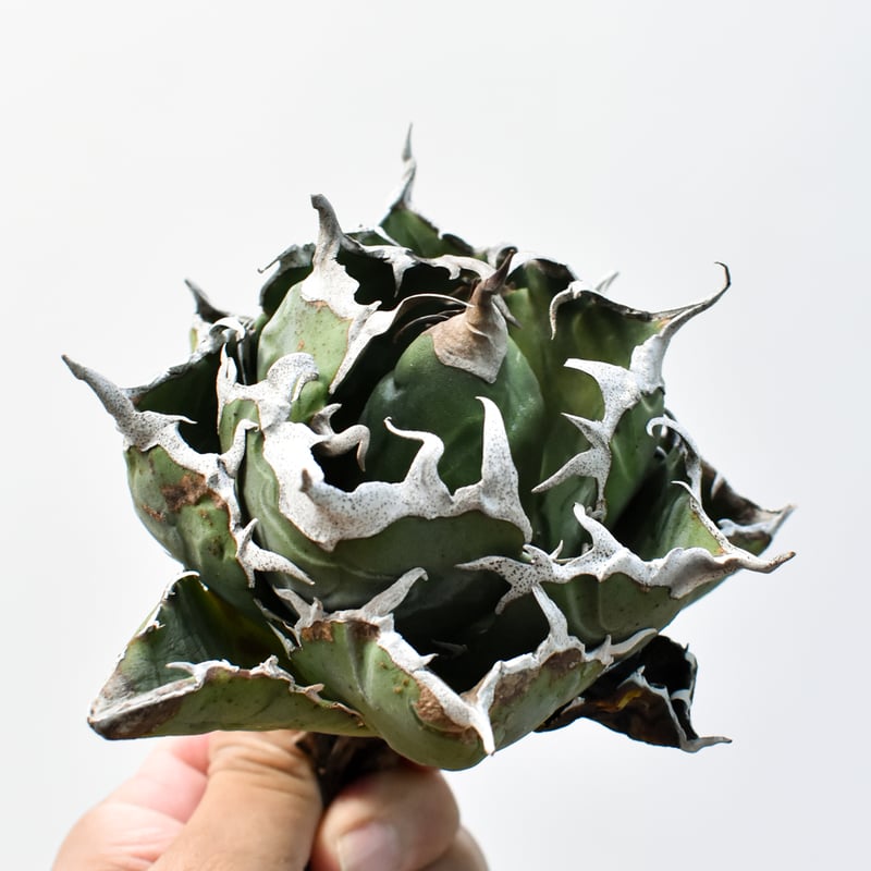 アガベ チタノタ “精品老白鯨” 【台湾 dragon agave産/抜き苗/中株】I