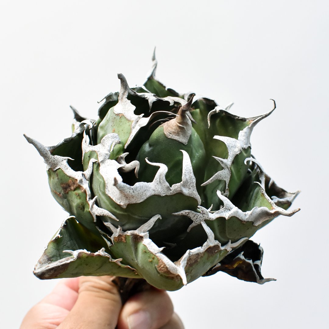 アガベ チタノタ “精品老白鯨” 【台湾 dragon agave産/抜き苗/中株】I