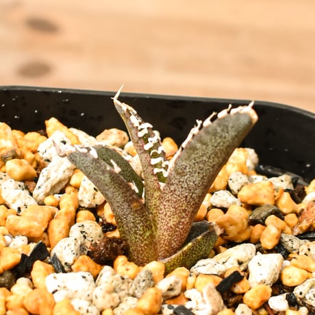 台湾ゴジラ | STORES